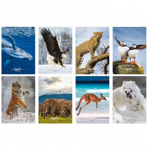 Bilježnica meki uvez A4 crte 40+2L 80gr Blasetti