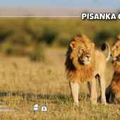 Pisanka C papir 90g korice 280g Animal Target 21613