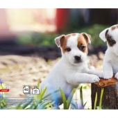 Bilježnica  A6 crte 52l Target Animal Baby 26043